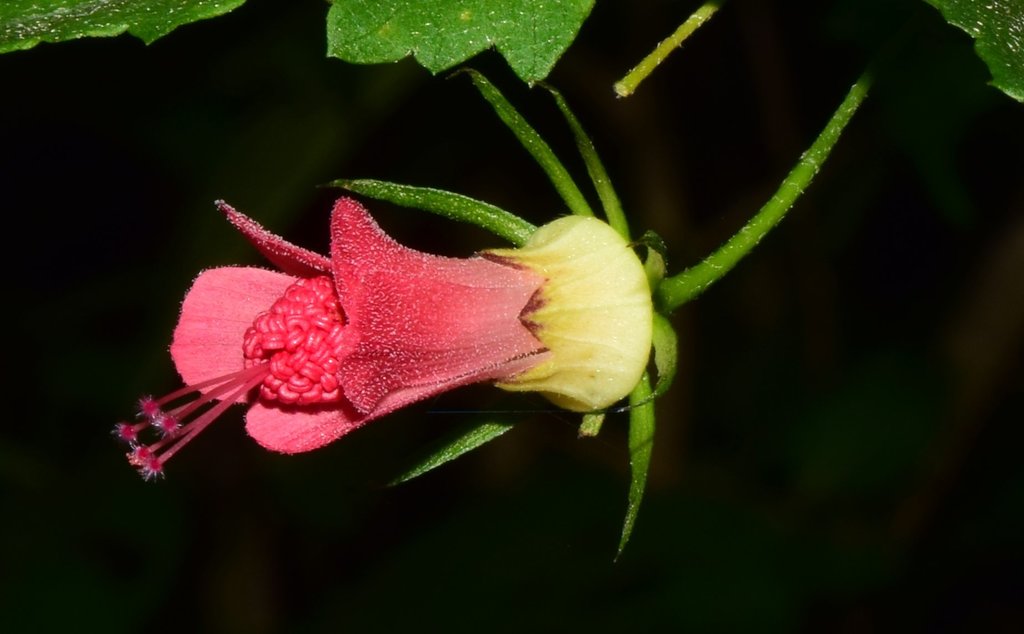Hibisceae