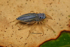 Phintella debilis
