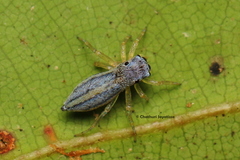 Phintella debilis