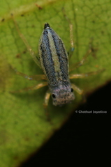 Phintella debilis