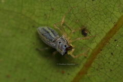 Phintella debilis