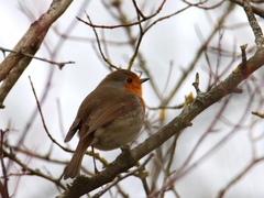 Erithacus rubecula