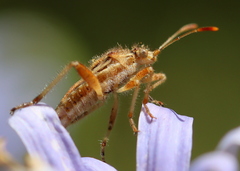 Stictopleurus scutellaris