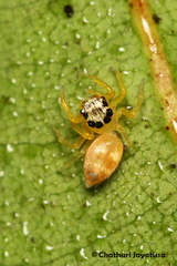 Salticinae