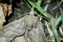 Calyptra gruesa