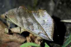 Calyptra gruesa