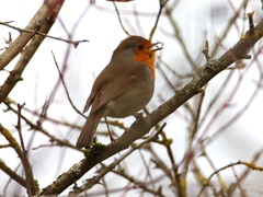 Erithacus rubecula