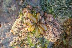 Adenocystis utricularis