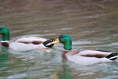 Anas platyrhynchos