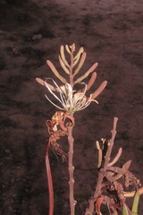Bauhinia ungulata