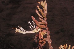 Bauhinia ungulata