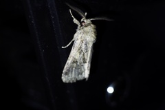 Spodoptera depravata