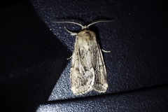 Spodoptera depravata