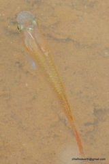 Aplocheilus lineatus