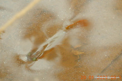 Aplocheilus lineatus