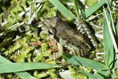 Rana ornativentris
