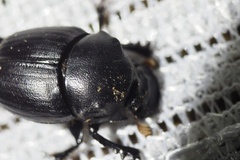 Onthophagus lenzii