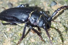 Prionus insularis