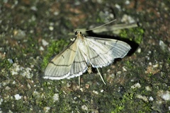 Bradina angustalis