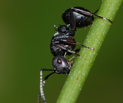 Polyrhachis spinicola