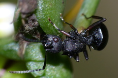 Polyrhachis spinicola