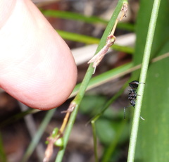 Polyrhachis spinicola