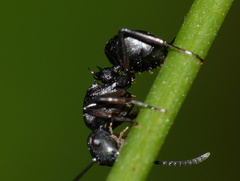 Polyrhachis spinicola