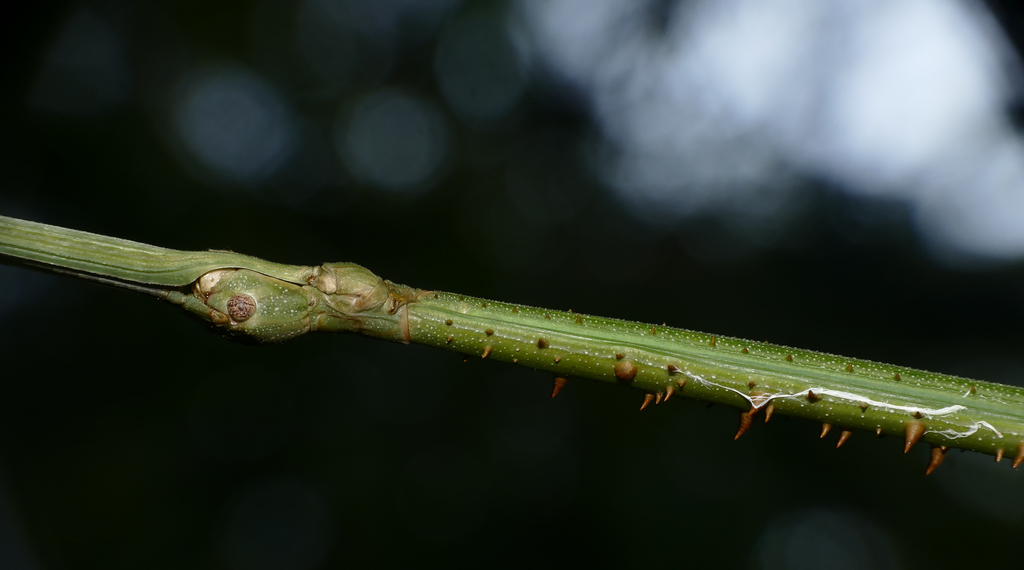 stick insect