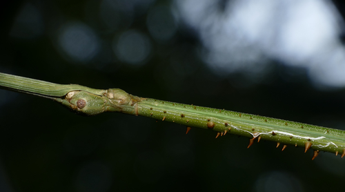 stick insect