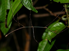 Phanocloidea muricata