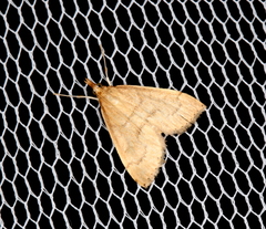 Metasia dicealis