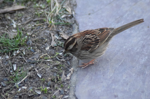 White-throated Sparrow photographed in Delaware