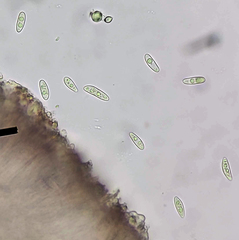 Lecania cyrtella