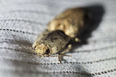 Cryptalaus larvatus pini