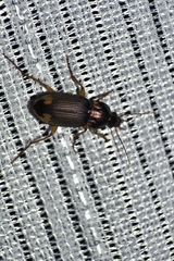 Chlaenius virgulifer