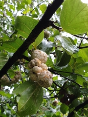 Coniodictyum chevalieri
