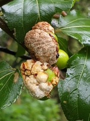 Coniodictyum chevalieri