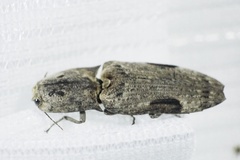 Cryptalaus larvatus pini