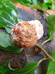 Coniodictyum chevalieri