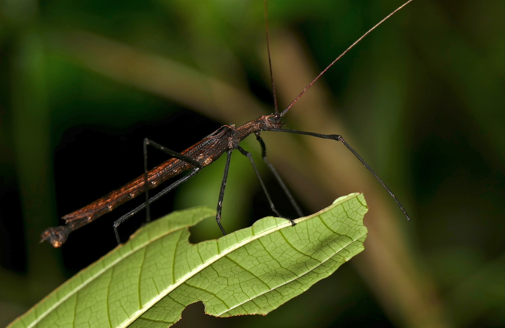 Linnaeus Pseudophasma