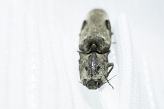 Cryptalaus larvatus pini