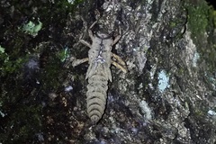 Anotogaster sieboldii