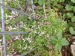 Fumaria capreolata