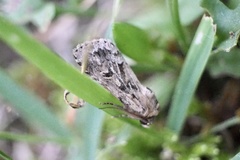 Spodoptera depravata