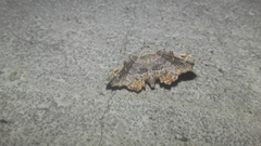 Hypertrocta posticalis