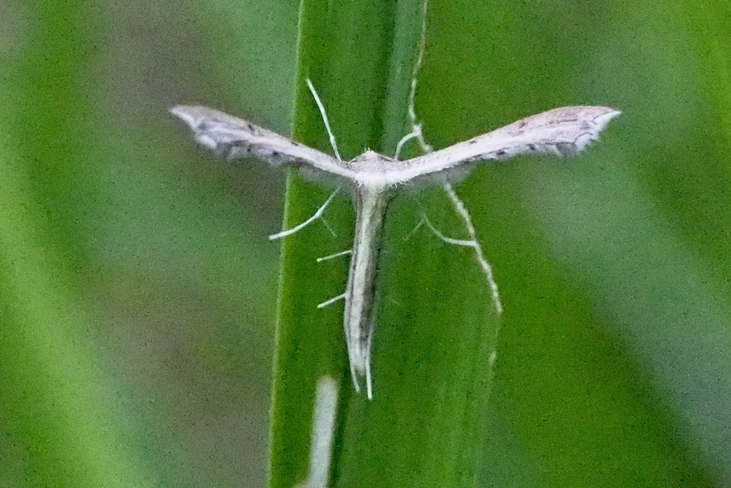 Fuscoptilia