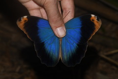 Caligo beltrao