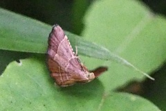 Tegulifera bicoloralis