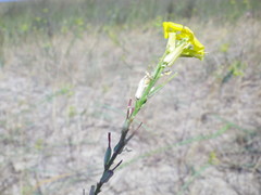 Erysimum virgatum