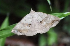 Blasticorhinus